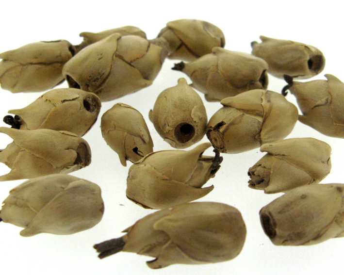 Abacaxizinho (flor de jatobá) natural - Embalagem 30 sementes